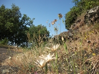 Grotta_del_Gatto - 10062012 085.jpg